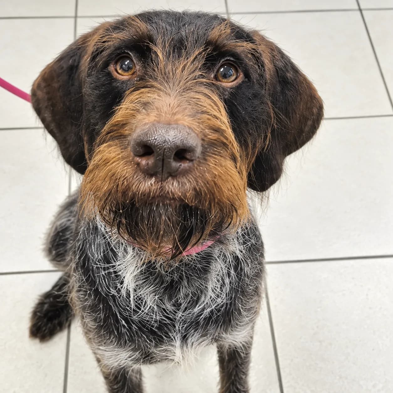 Un cane a pelo ruvido con il collare rosa, seduto in ambulatorio e rivolto verso l'obiettivo