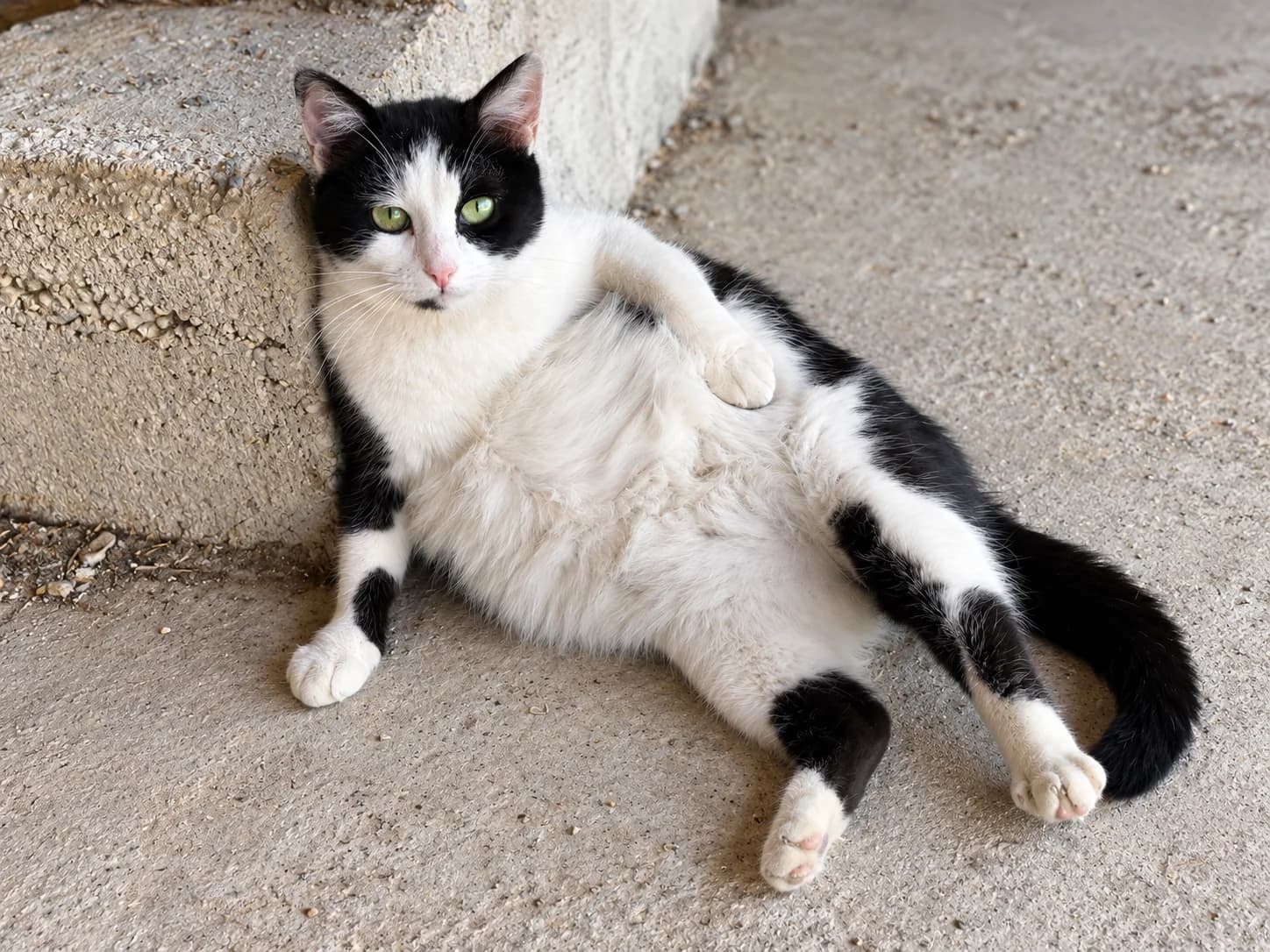 Un gatto bianco e nero sdraiato accanto a un gradino