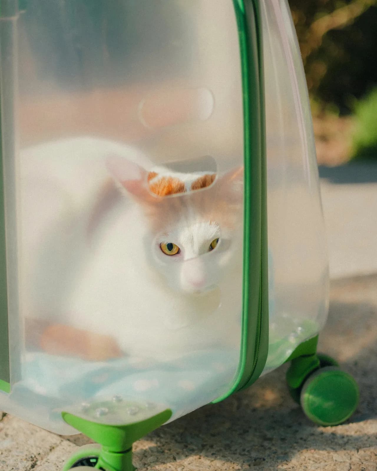 Un gatto bianco e arancione seduto dentro un trasportino semitrasparente