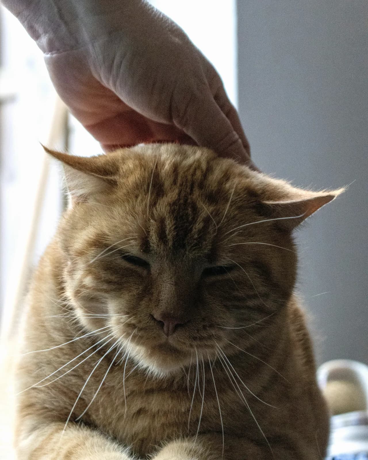 Una mano appoggiata con delicatezza sulla testa di un gatto rosso, che tiene gli occhi socchiusi